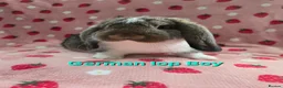 German Lop rabbits for sale: Pure German Lop ☆silly tame last boy - Advert 10