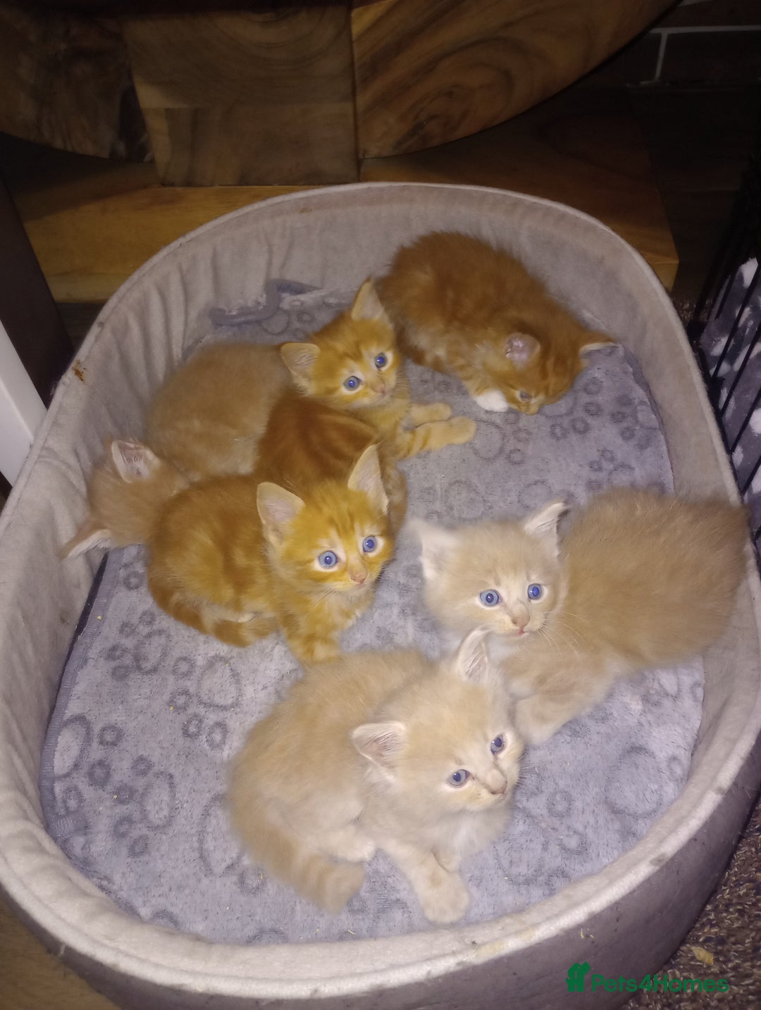 Maine Coon cats for sale: I have Beautiful healthy maicoon XL  - Image 28