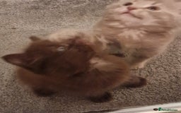 Maine Coon cats for sale: Maine Coon kittens - Image 15