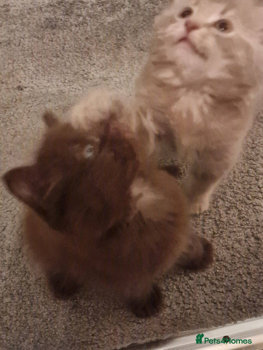 Maine Coon cats for sale: Maine Coon kittens - Image 15