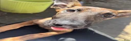 Mixed Breed dogs for sale: Doberman x Malinois x German Shepherd Puppies  - Advert 22