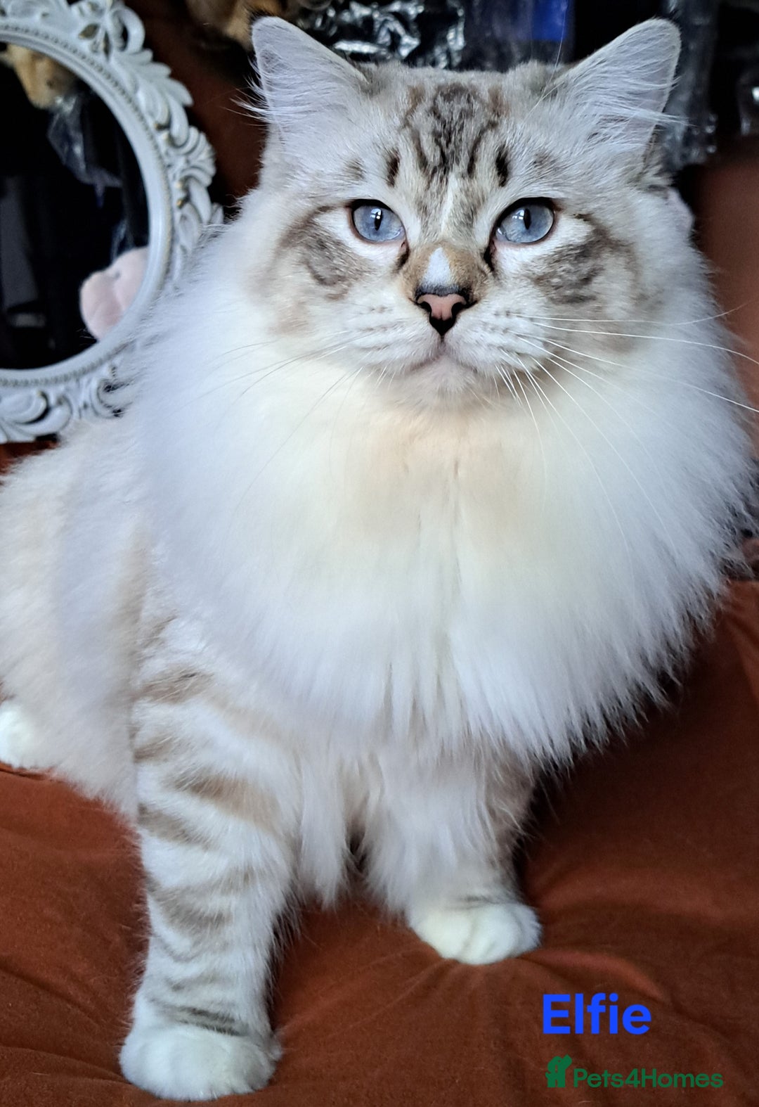 Ragdoll cats for sale: Exceptional bloodlines Ragdolls 💞💞 - Image 21
