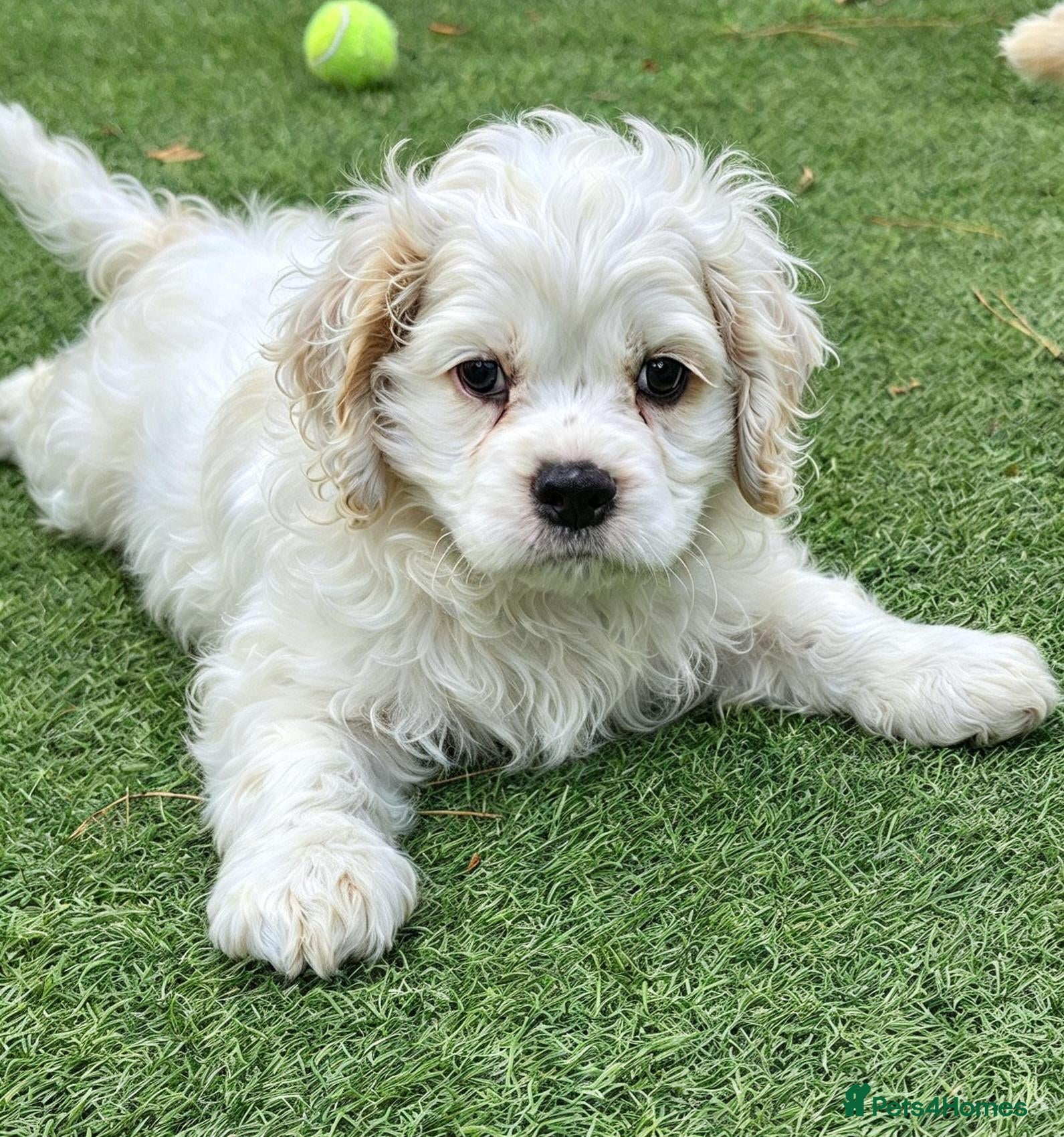 Cockapoo dogs for sale: Ready now Miniature cockerpoo puppies  - Advert 16