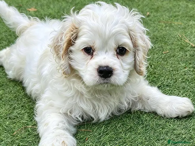 Cockapoo dogs for sale: Ready now Miniature cockerpoo puppies - Advert 2