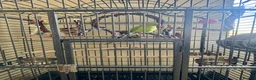 Ringnecks birds for sale: Indian ring neck FEMALE  - Advert 5