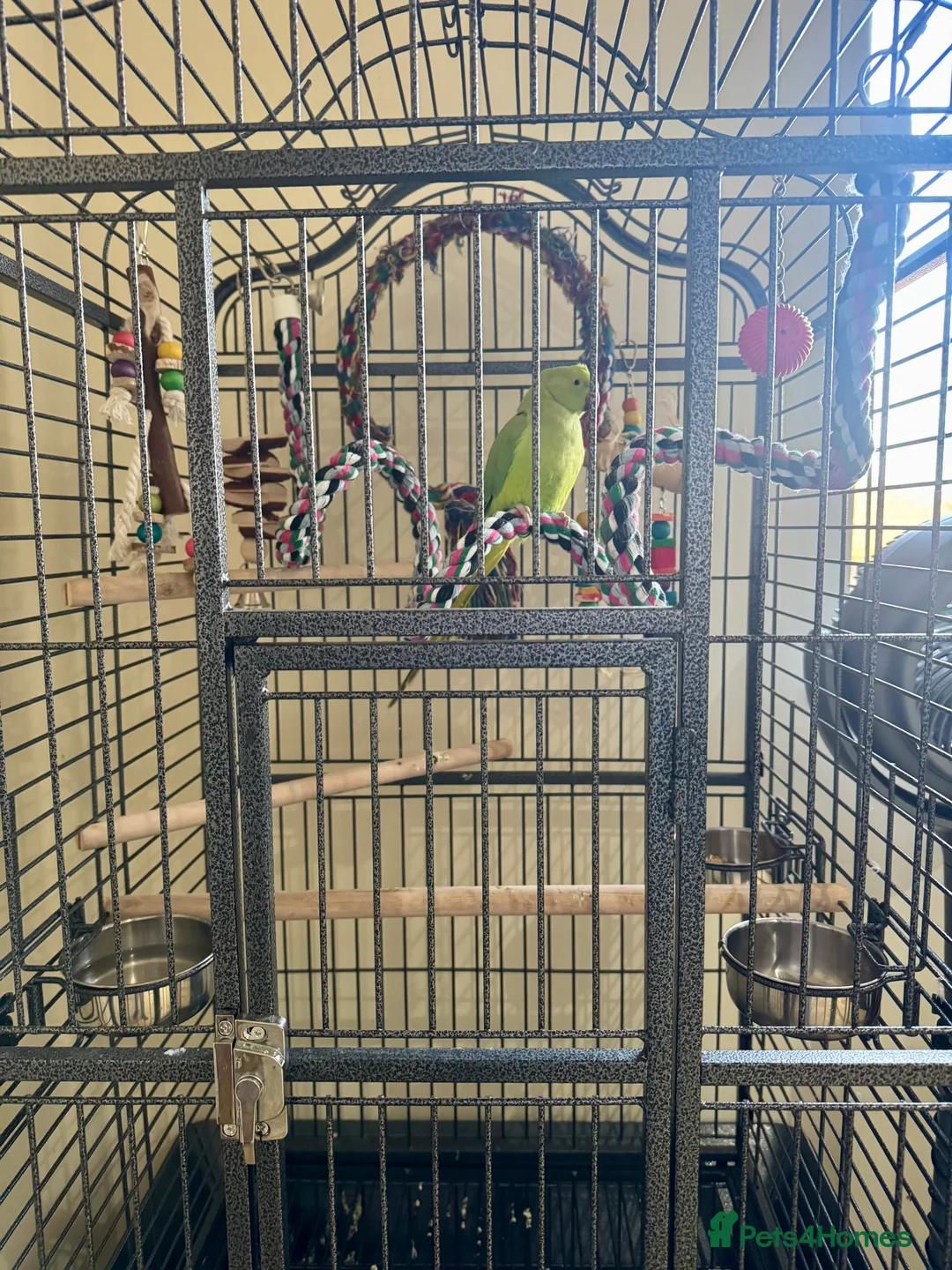 Ringnecks birds for sale: Indian ring neck FEMALE  - Advert 5