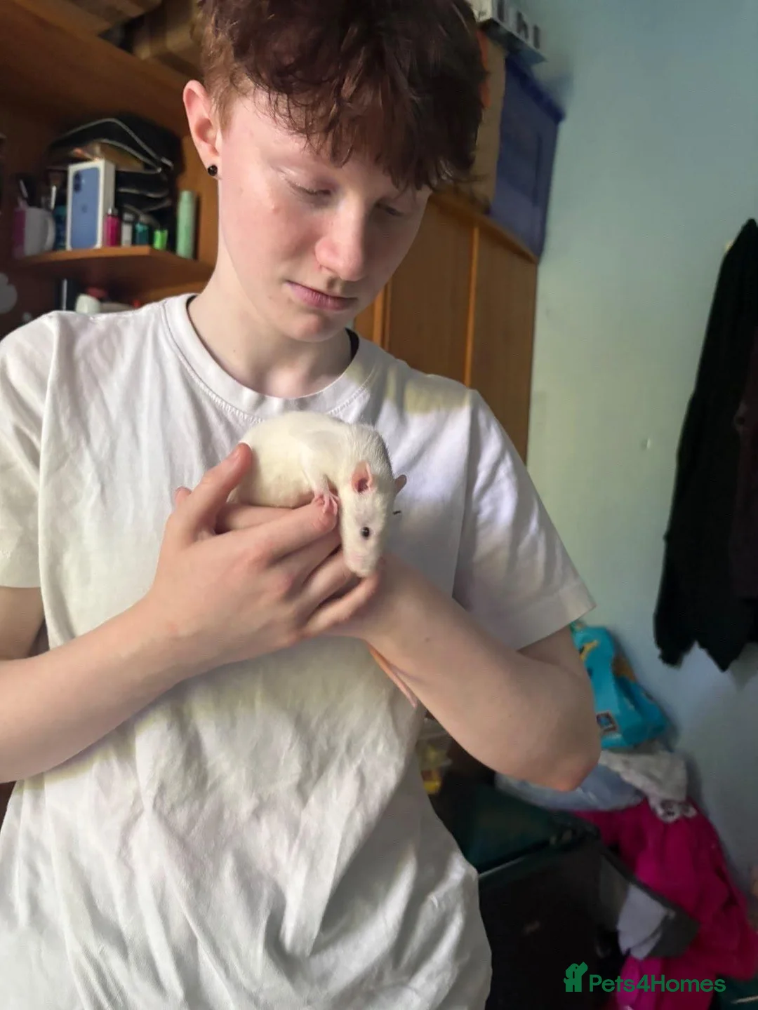 Rat rodents for sale: 2 female rats and cage  - Advert 2