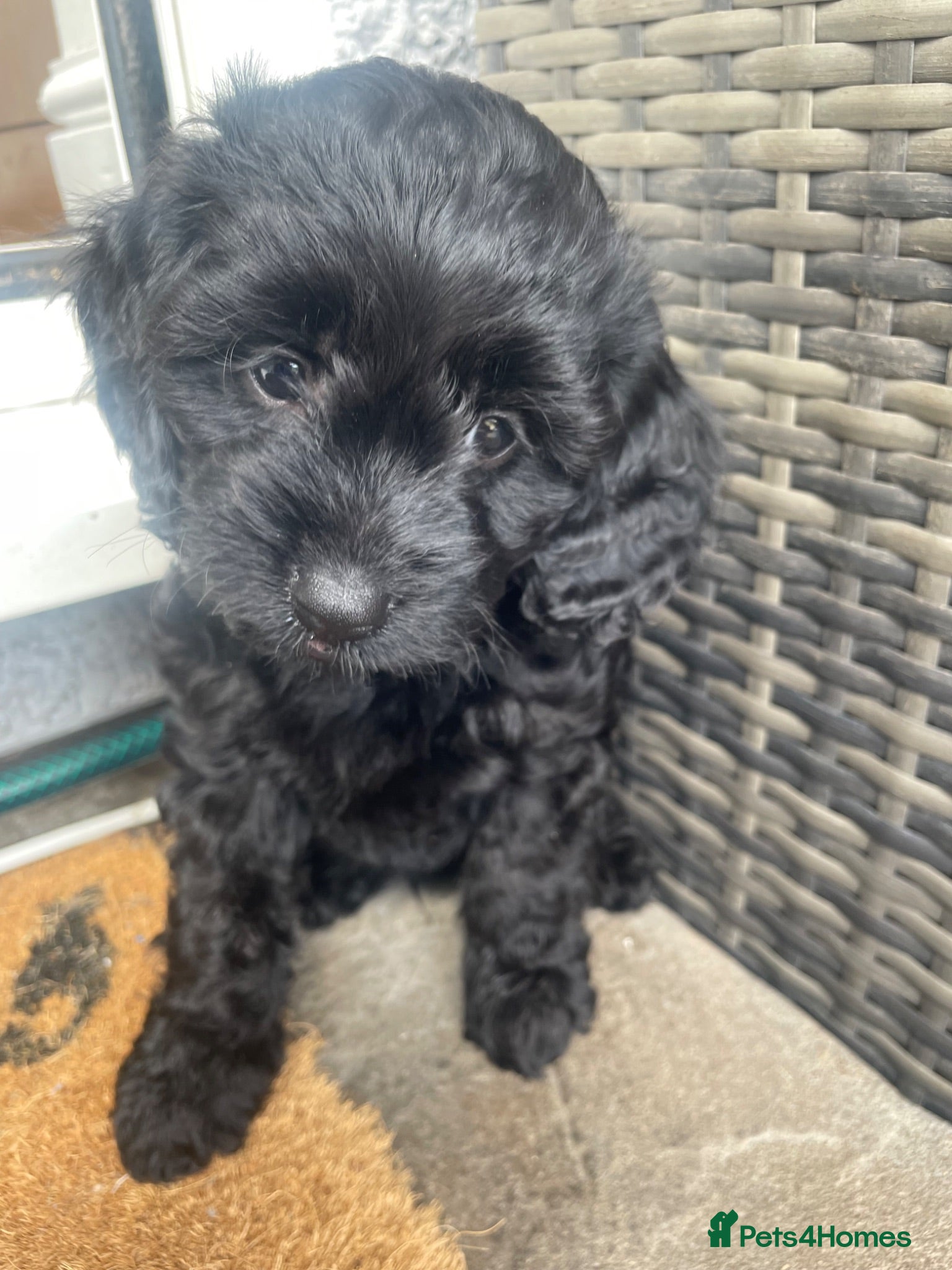 Cavapoo dogs Adorable F1 Cavapoo Puppies - Advert 15