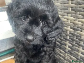 Cavapoo dogs Adorable F1 Cavapoo Puppies - Advert 15