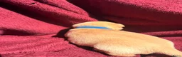 Labrador Retriever dogs for sale: Fox Red / yellow working Labradors  - Advert 19