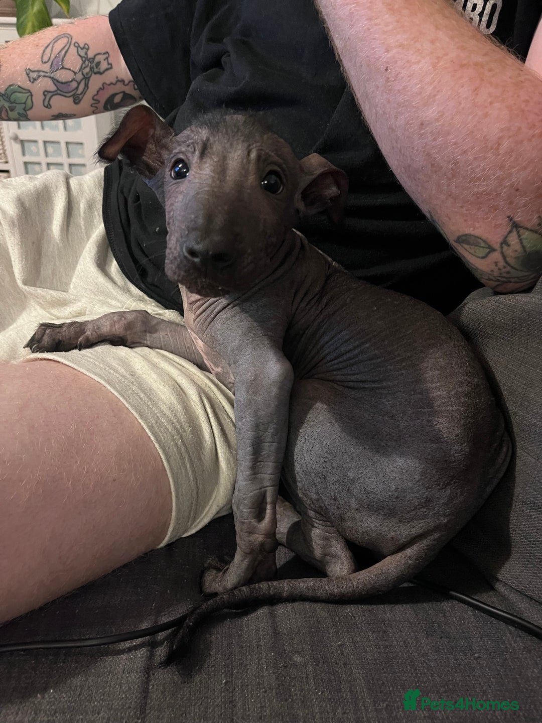 Mexican Hairless dogs for sale: Female coated Mexican hairless dog - Image 9