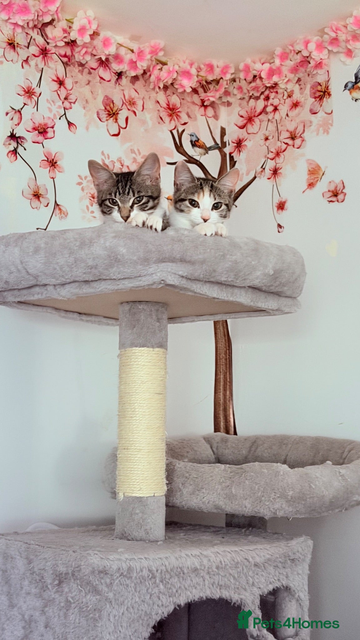 Mixed Breed cats 🩵Only Serious Buyers🩵No Deposit 🩵 - Advert 20