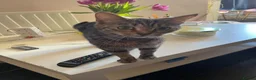 Mixed Breed cats for sale: 4 adorable kittens  - Advert 1