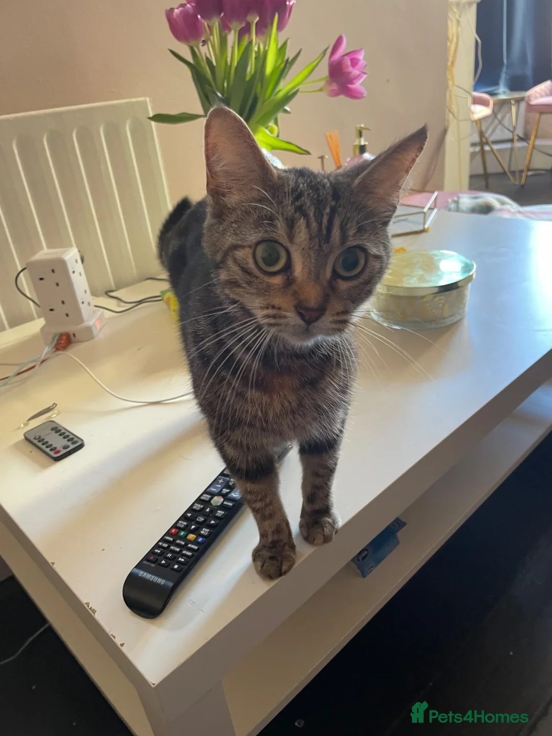 Mixed Breed cats for sale: 4 adorable kittens  - Advert 1