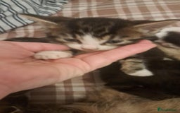 Mixed Breed cats for sale: Kittens for sale - Image 5