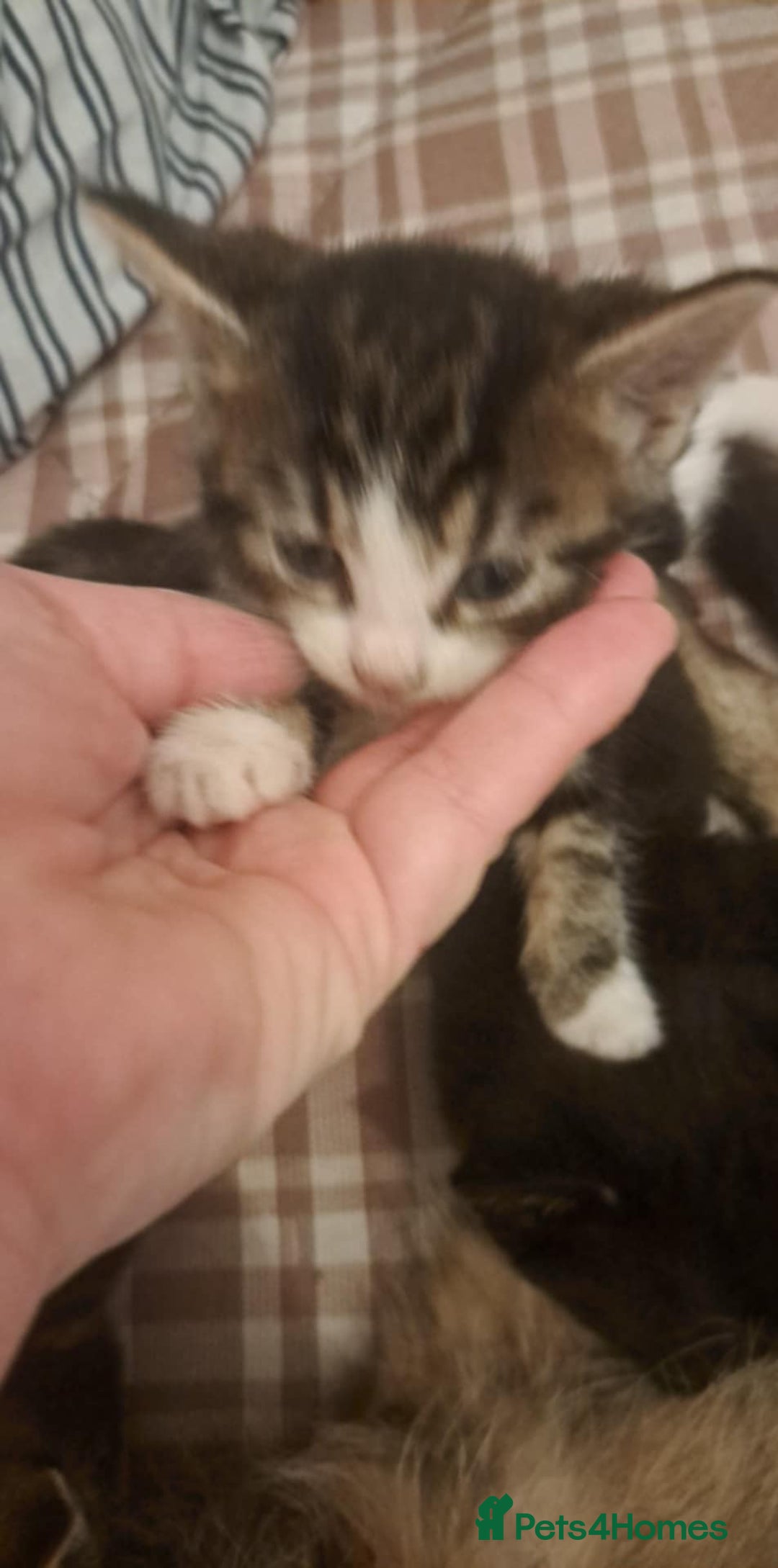 Mixed Breed cats for sale: Kittens for sale - Image 5
