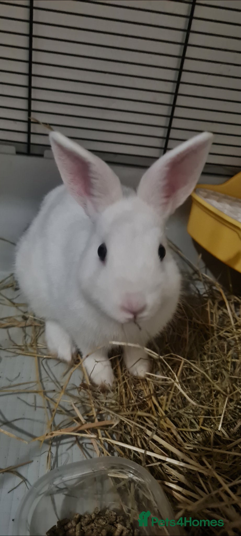 Dwarf Hotot rabbits Dwarf hotot rabbit - Advert 1