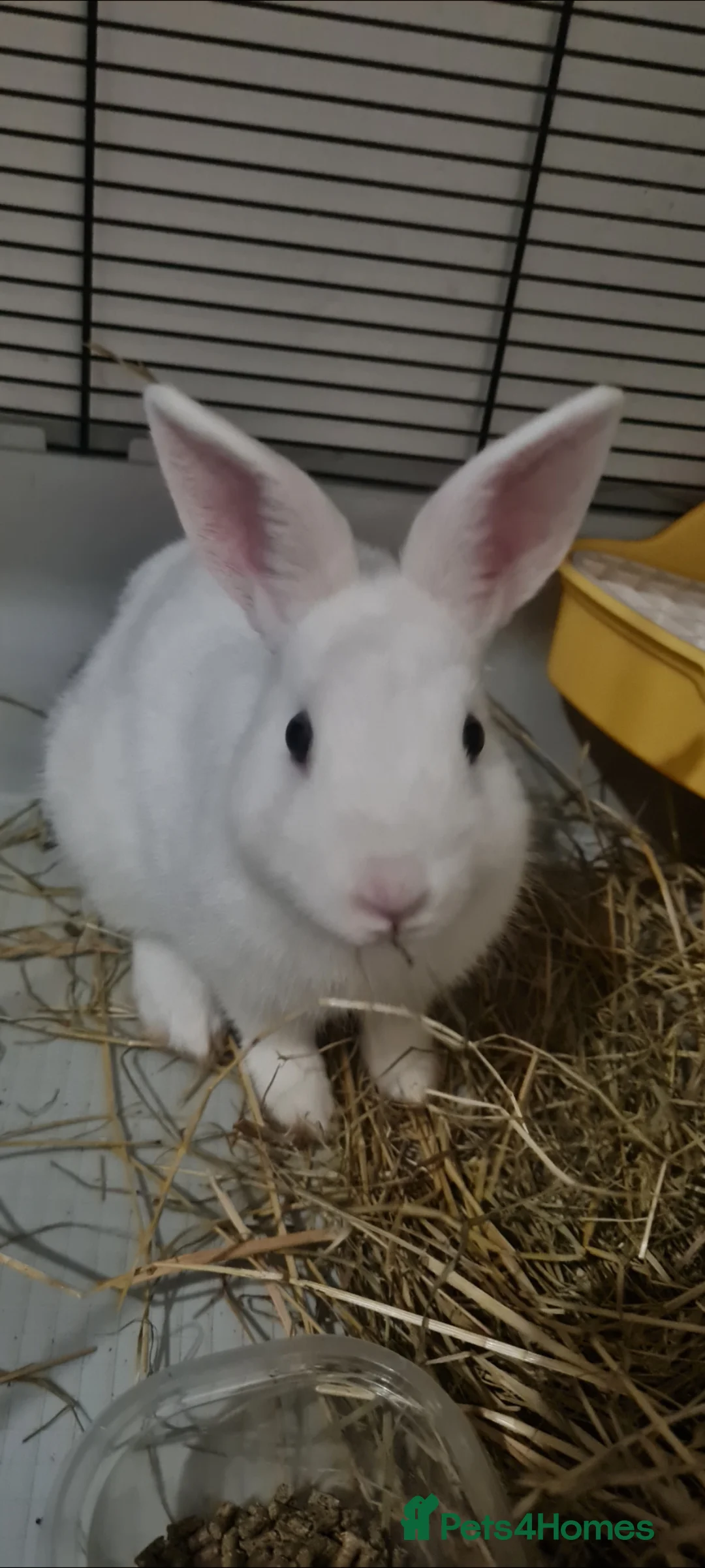 Dwarf Hotot rabbits for sale: Dwarf hotot rabbit in Northwich - Advert 1