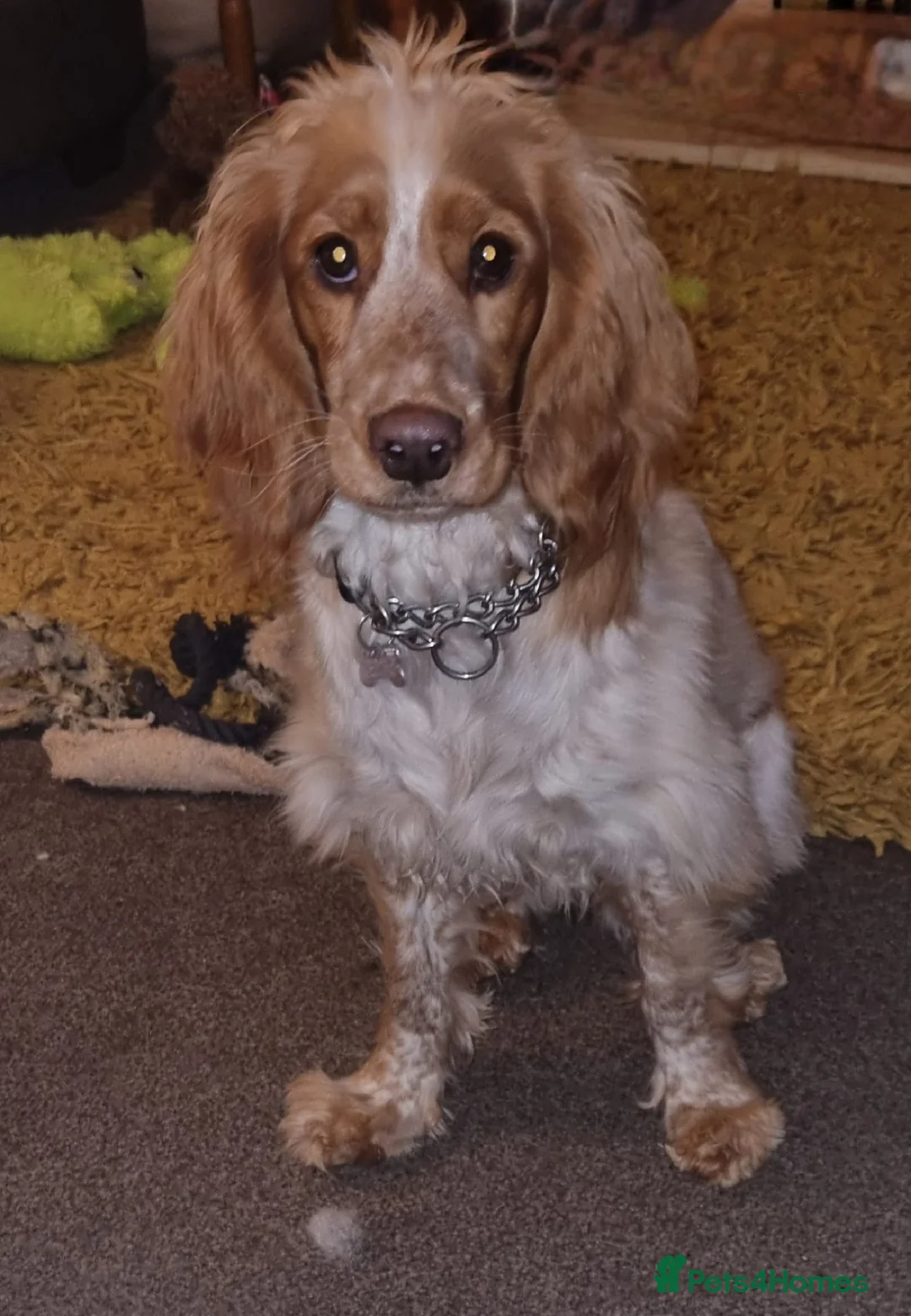 Cockapoo dogs for sale: Gorgeous and Cheeky Litter of Cockapoo Puppies - Advert 1