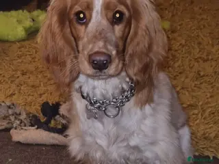 Cockapoo dogs Gorgeous and Cheeky Litter of Cockapoo Puppies - Advert 2