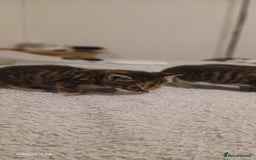 Mixed Breed cats for sale: Tabby kittens - Image 10