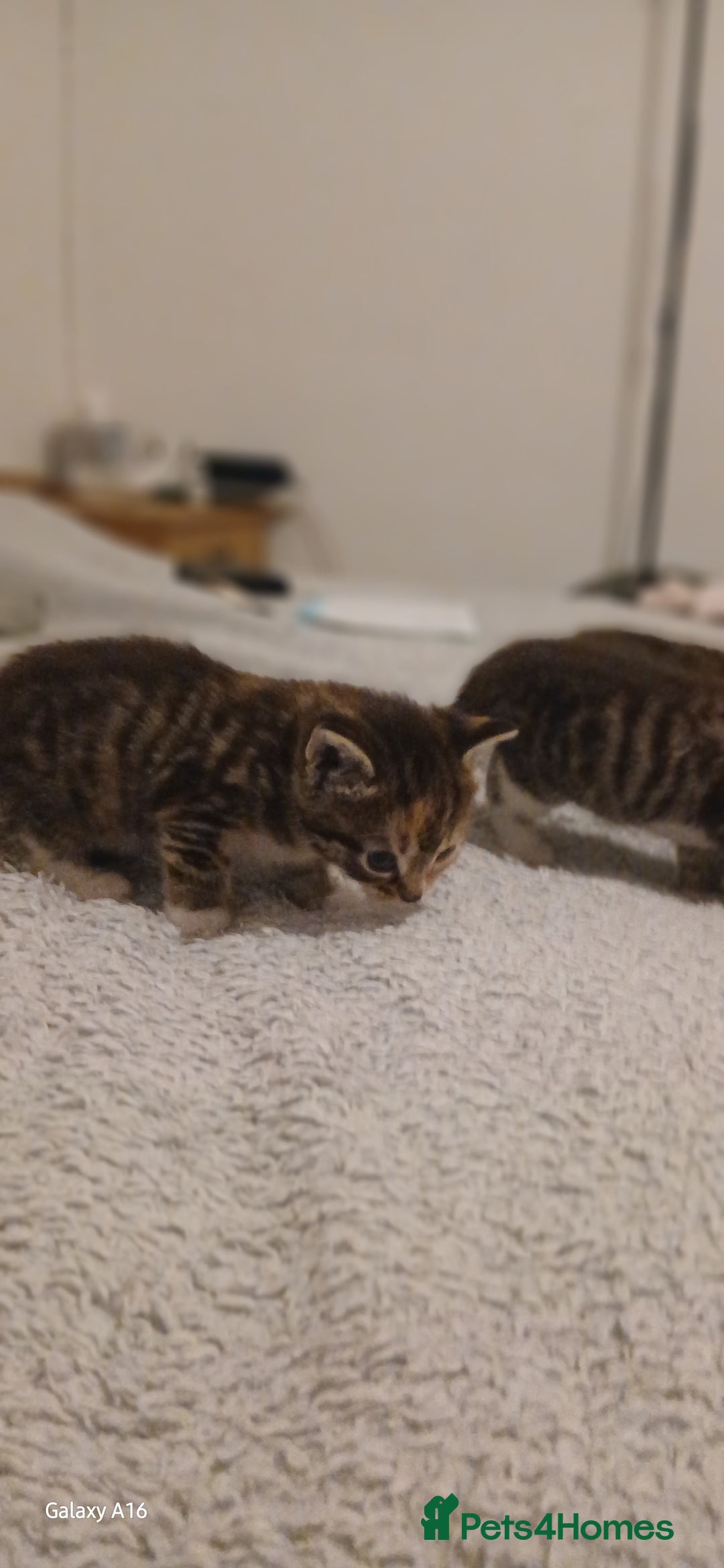 Mixed Breed cats for sale: Tabby kittens - Image 10