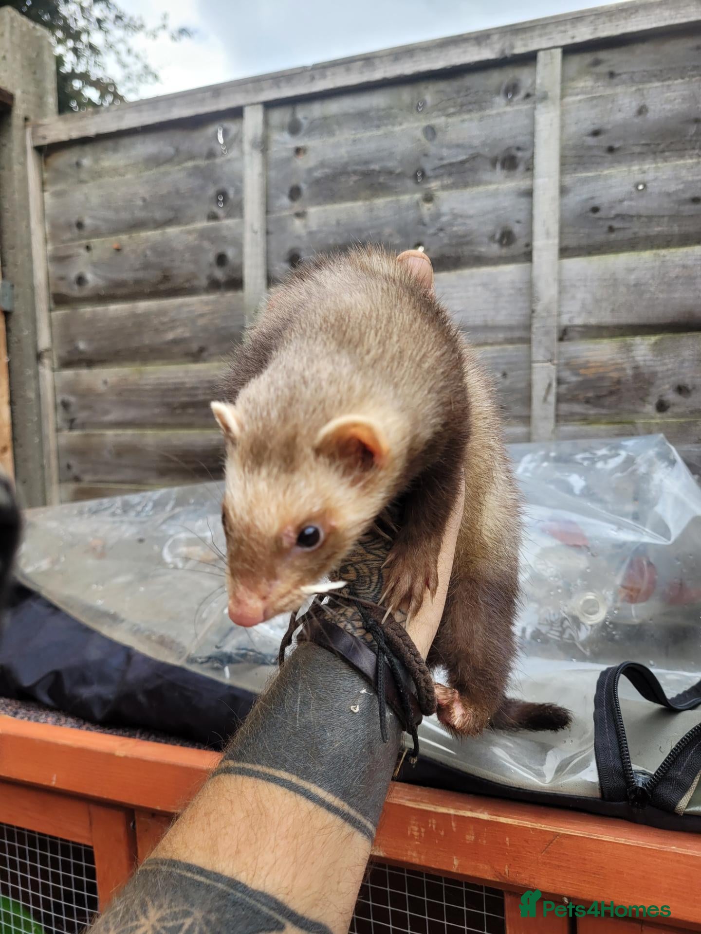 Ferret rodents Ferrets for sale - Advert 1