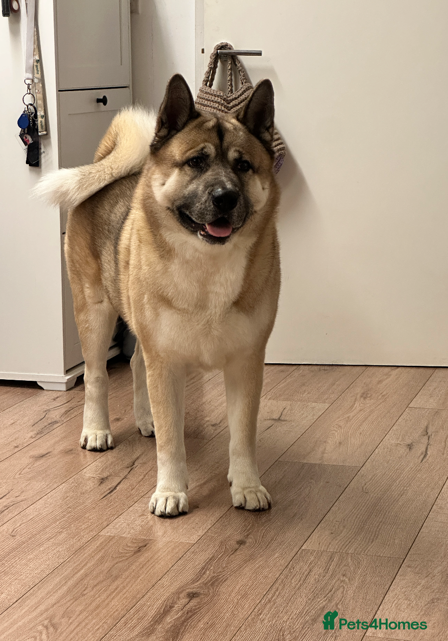 Akita dogs 4-Year-Old Male Akita Dog – Experienced Home Only - Advert 1