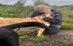 Mixed Breed dogs for adoption: Pettern - Norwich Norfolk  - Image 37
