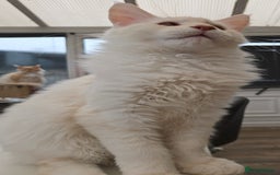 Maine Coon cats for sale: TICA REGISTERED PEDIGREE MAINE COON KITTEN'S - Image 4