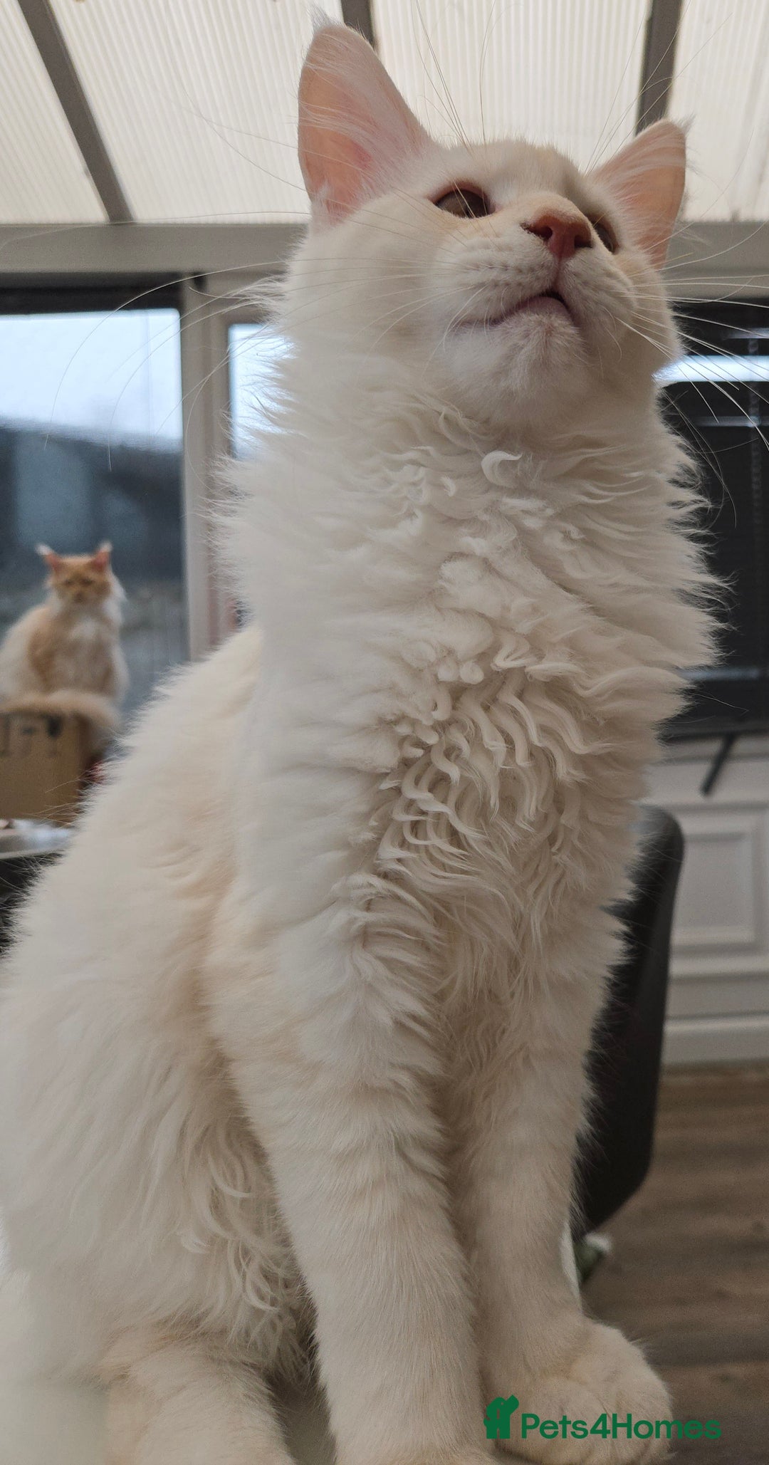Maine Coon cats for sale: TICA REGISTERED PEDIGREE MAINE COON KITTEN'S - Image 4
