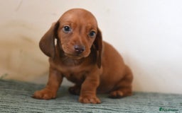 Miniature Dachshund dogs for sale: Mini smooth dachshunds  - Image 12