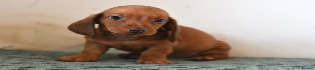 Miniature Dachshund Puppy 2