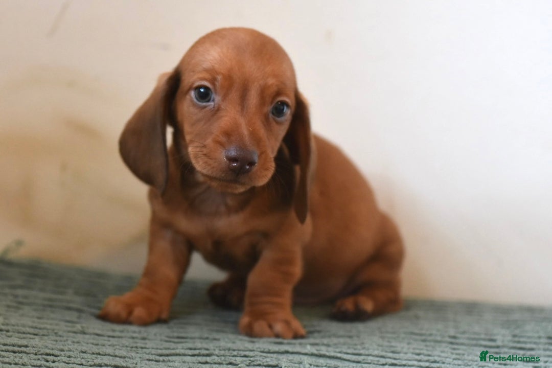 Miniature Dachshund dogs for sale: Mini smooth dachshunds  - Image 12