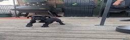 Cane Corso dogs for sale: Champion Lines Cane Corso Puppies *Ready Now** - Advert 13