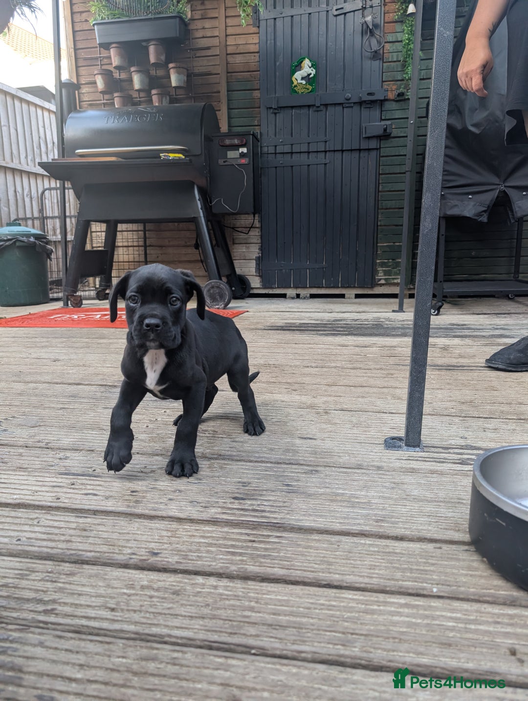 Cane Corso dogs for sale: Champion Lines Cane Corso Puppies *Ready Now** - Advert 13