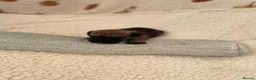 Border Terrier dogs for sale: 3 Border terrier pups kc registered - Advert 3