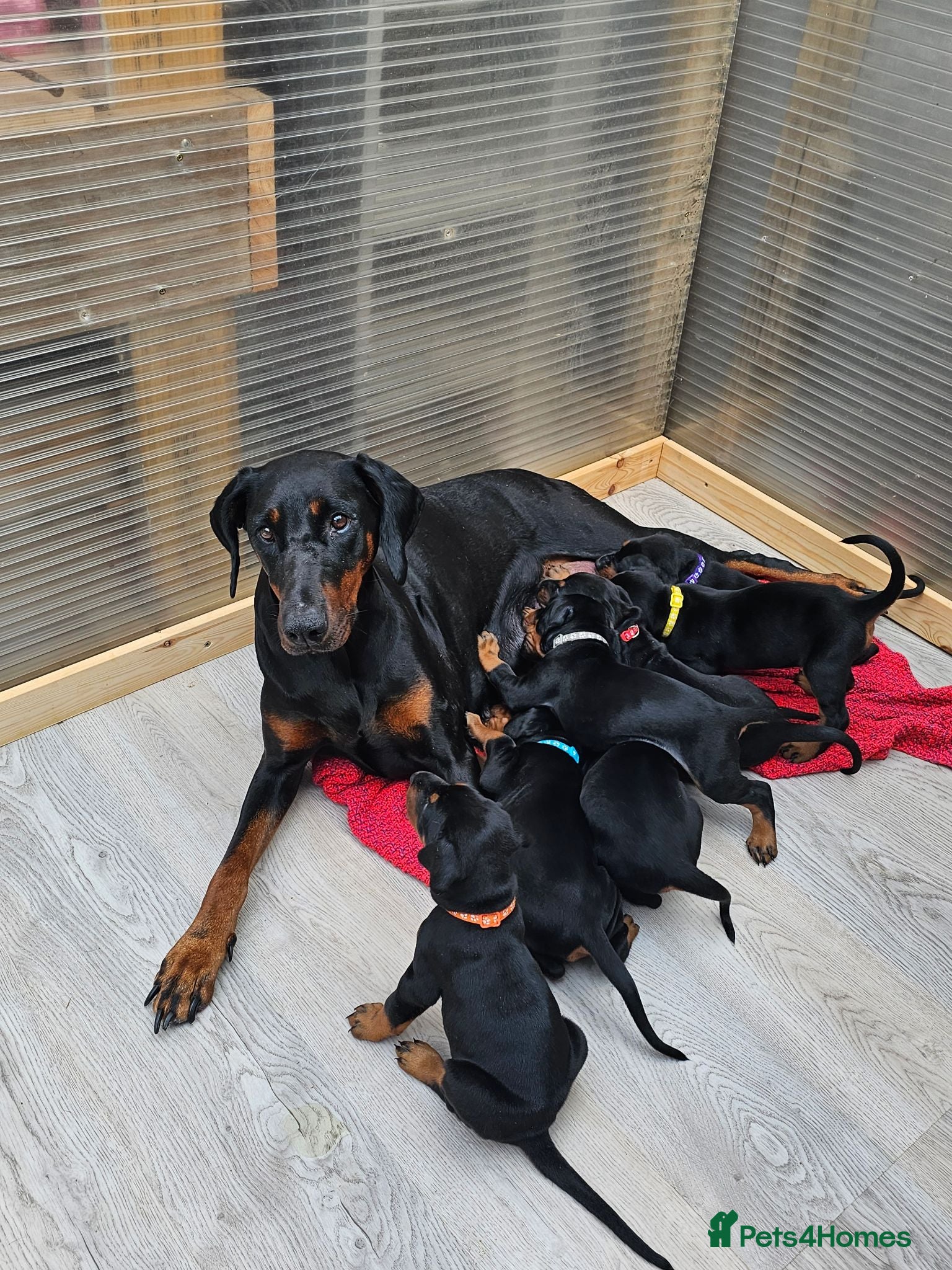 Dobermann dogs Gorgeous Full Pedigree Doberman puppies for sale  - Advert 1