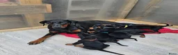 Dobermann dogs for sale: Gorgeous Full Pedigree Doberman puppies for sale  in Hull - Advert 1