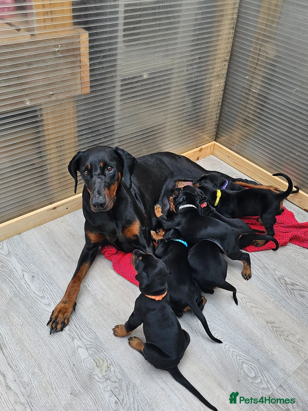 Dobermann dogs for sale: Gorgeous Full Pedigree Doberman puppies for sale  in Hull - Advert 1
