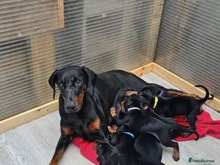 Dobermann dogs Gorgeous Full Pedigree Doberman puppies for sale - Advert 2