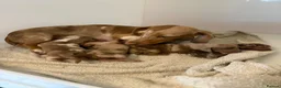 Miniature Dachshund dogs for sale: 🤩 2 stunning minutes female dachshund 🤩 - Advert 3