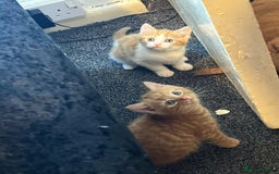 Domestic Shorthair cats for sale: Beautiful litter of 5 kittens  - Image 8