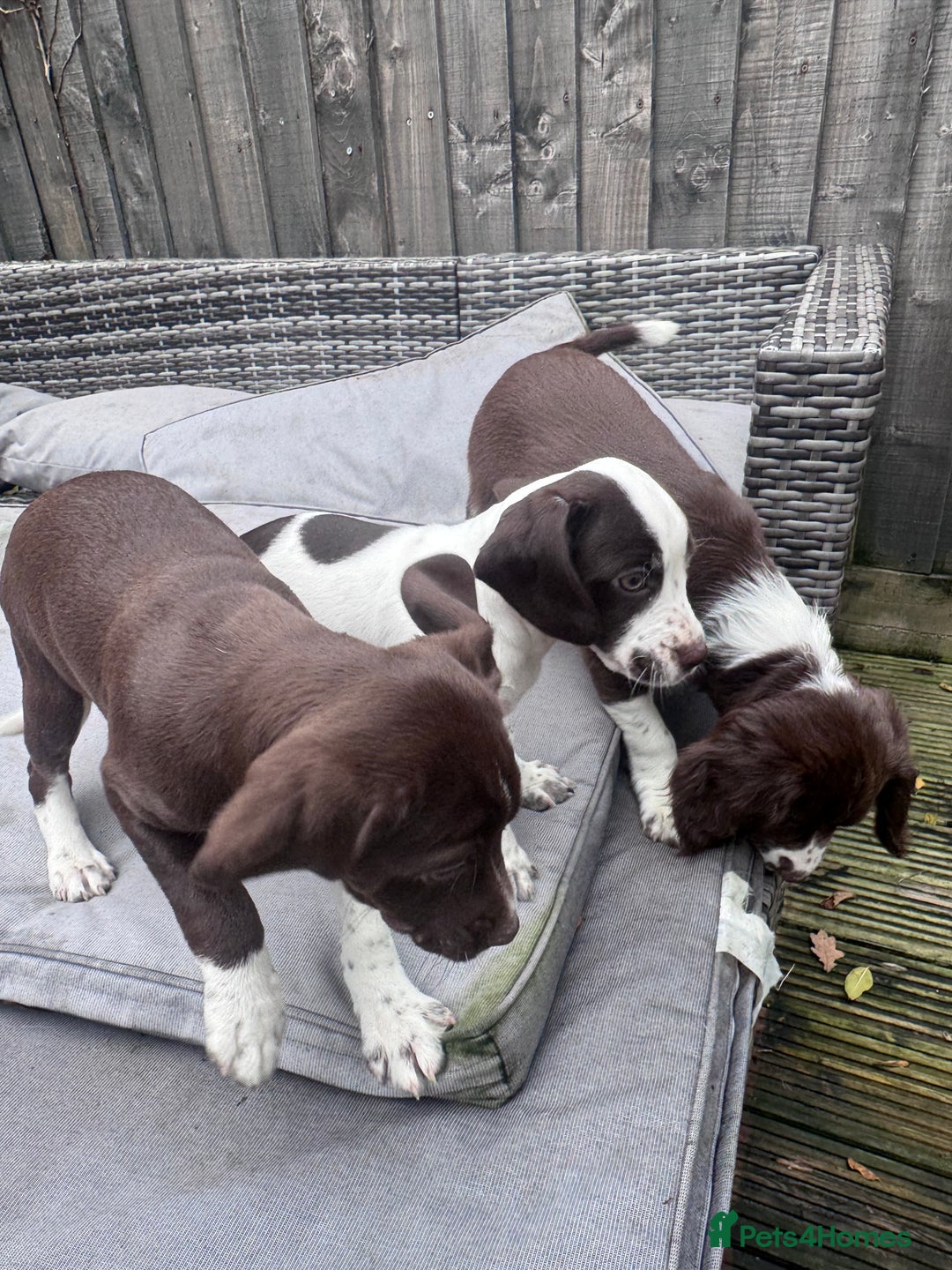 Mixed Breed dogs for sale: Chi sprocker  - Advert 23