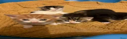 Mixed Breed cats for sale: Beautiful kittens for sale in London - Advert 3