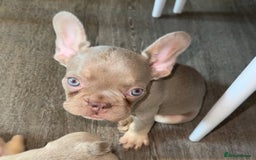 French Bulldog dogs for sale: ‼️ READY TO LEAVE NOW -3 French bulldog pups left! in Ripley - Image 16