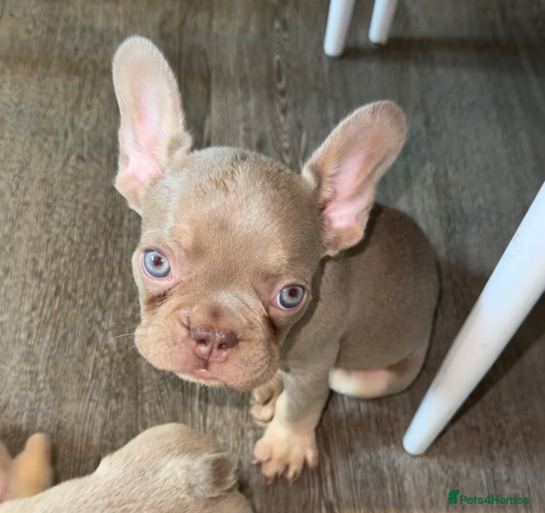 French Bulldog dogs for sale: ‼️ READY TO LEAVE NOW -3 French bulldog pups left! in Ripley - Image 16