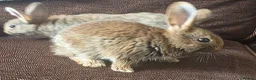 Mixed Breed rabbits for sale: Wee Rabbits in Ballymena - Advert 26