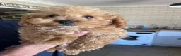Maltipoo dogs for sale: ❤️Beautiful maltipoos. 2 BOYS LEFT❤️ REDUCED  - Advert 5