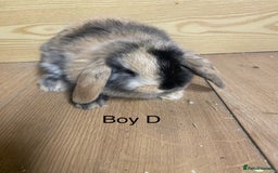 Mini Lop rabbits for sale: Beautiful mini lop bunnies - Advert 9
